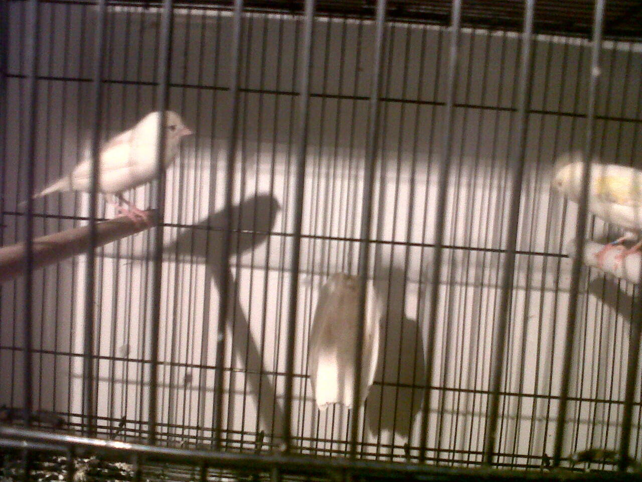 FOR SALE KENARI HOLLAND INDUKAN RING IMPORT Produksi JOSsssss