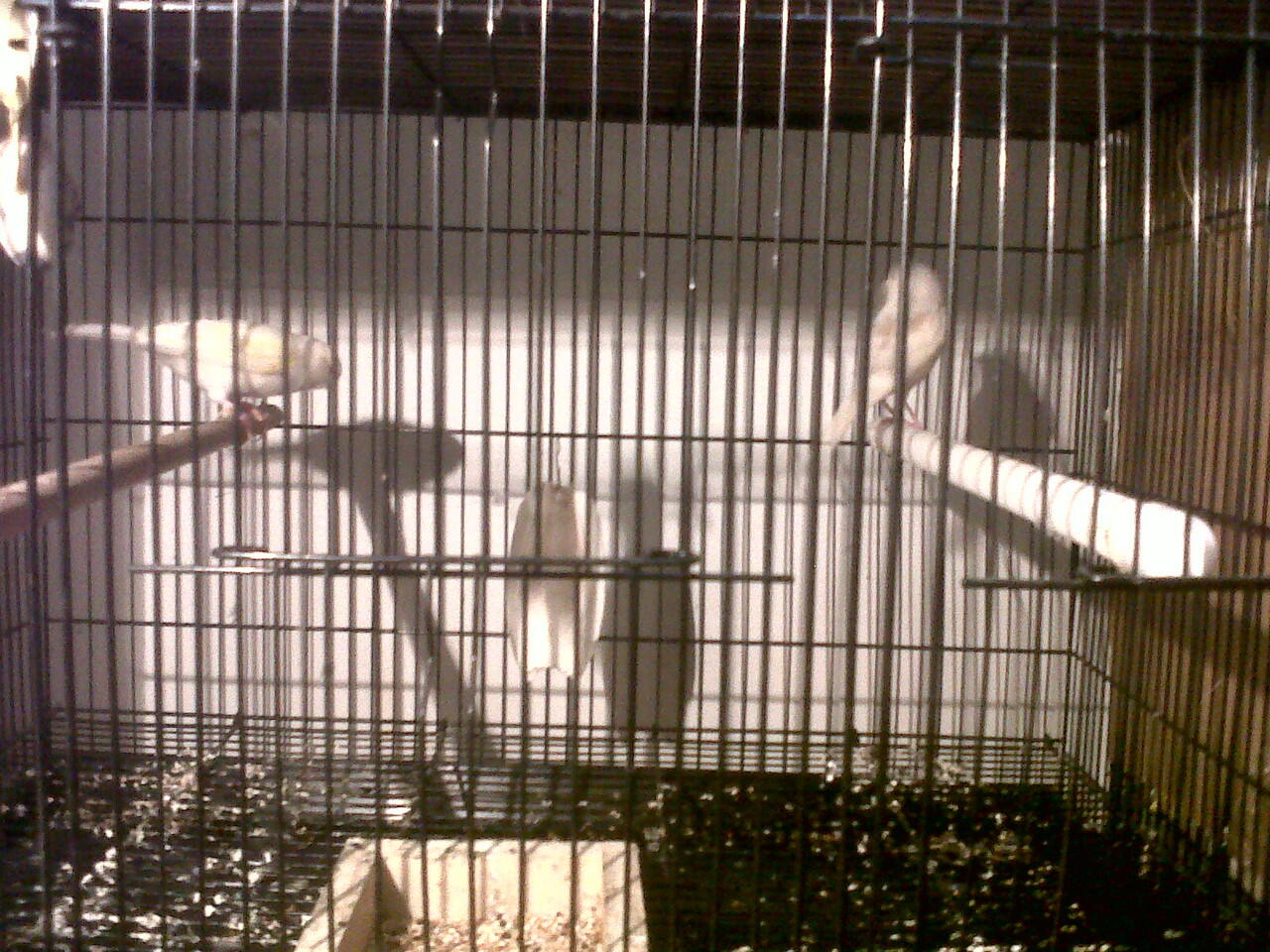 FOR SALE KENARI HOLLAND INDUKAN RING IMPORT Produksi JOSsssss