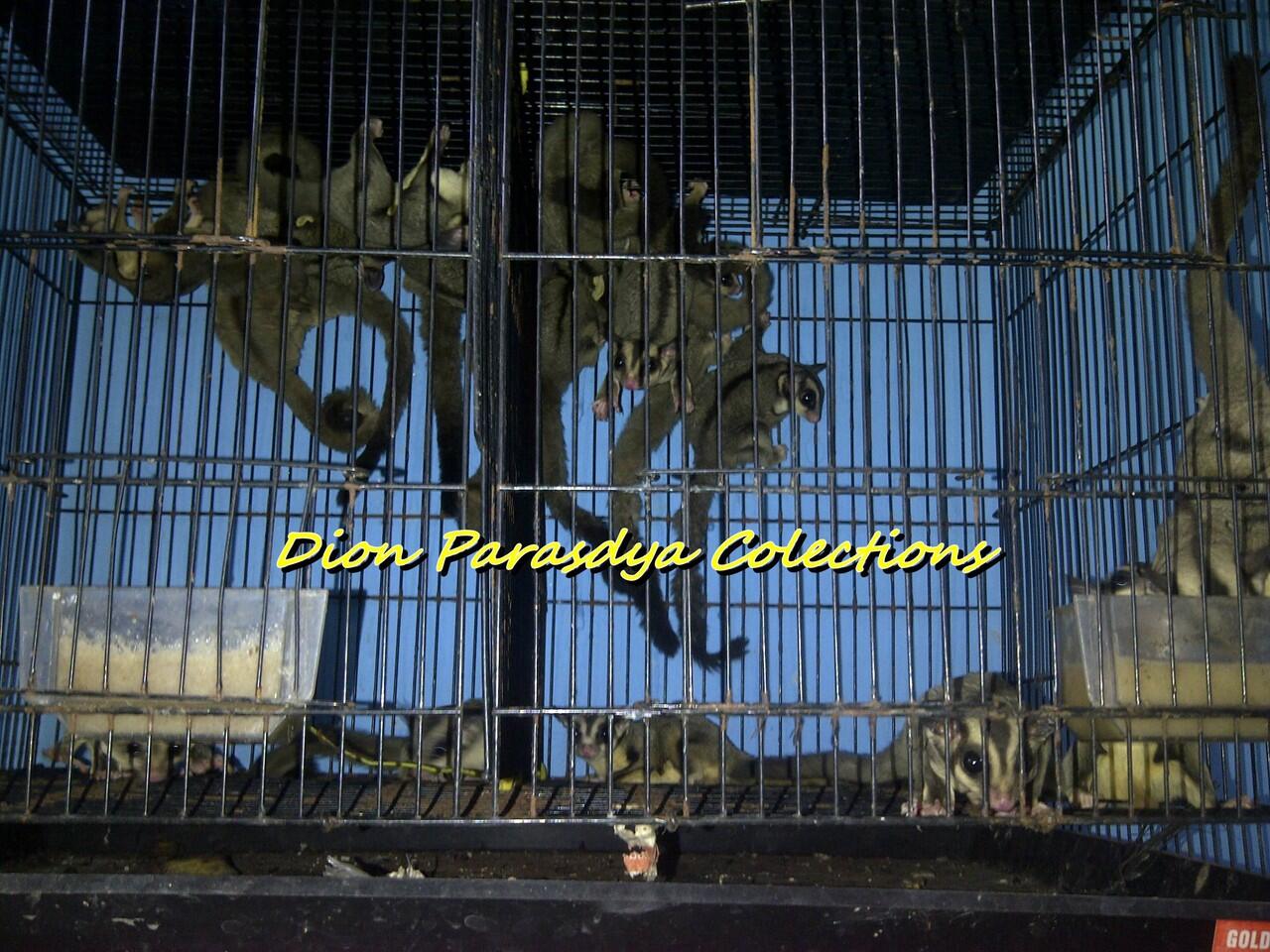 SUGAR GLIDER SURABAYA