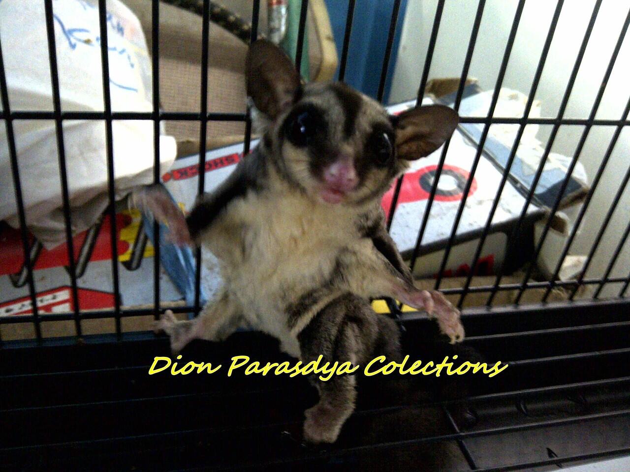 SUGAR GLIDER SURABAYA