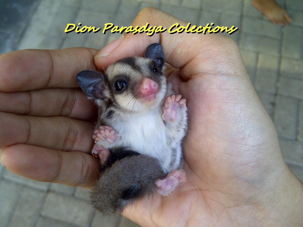 SUGAR GLIDER SURABAYA