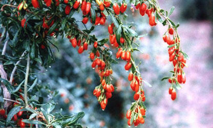 Sejuta khasiat buah &quot;寧夏枸杞&quot; &#91;&quot;Níngxià gǒuqǐ&quot;&#93;