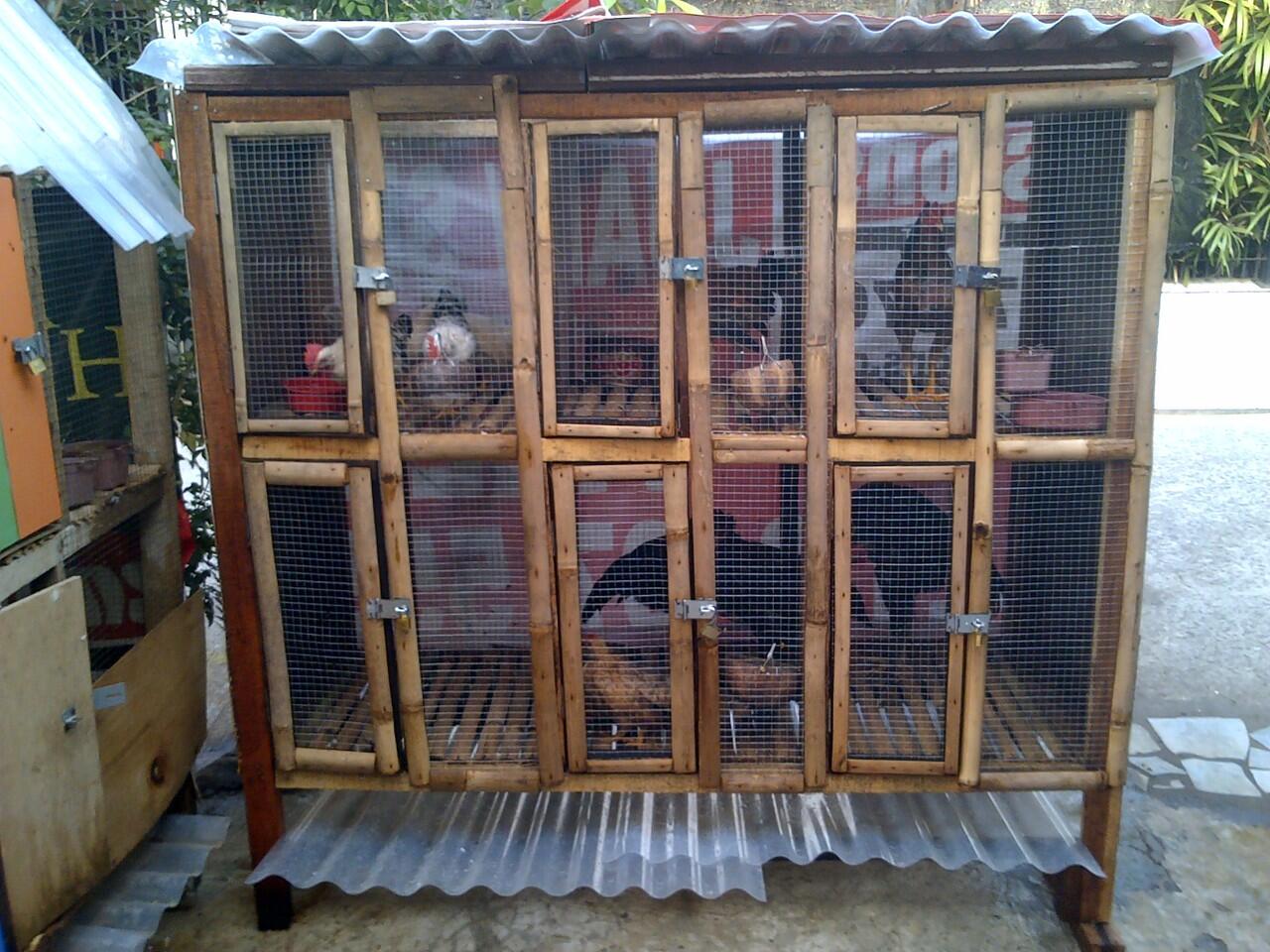 Ayam Kate