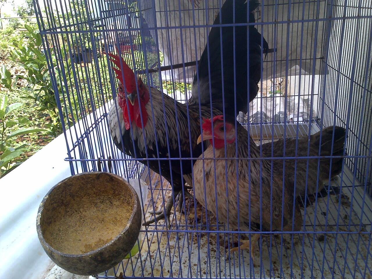 Ayam Kate