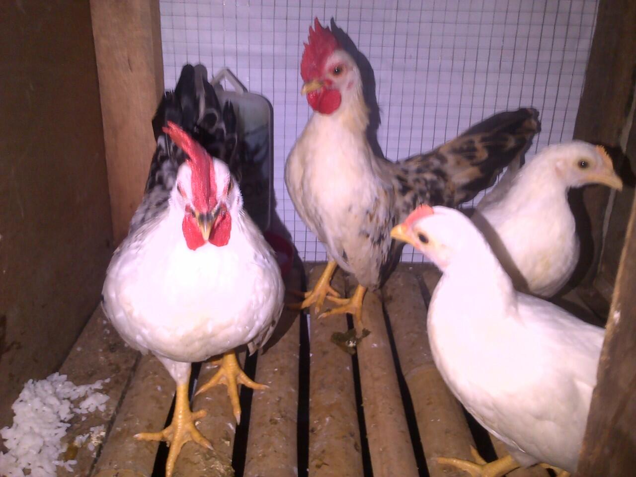 Ayam Kate