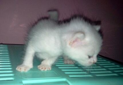 SEMI HIBAH KUCING KITTEN BANDUNG