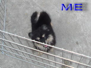mini pomeranian betina anak, remaja, dewasa. dan jantan