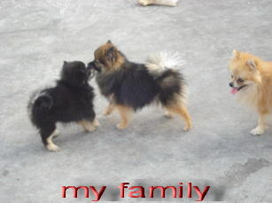 mini pomeranian betina anak, remaja, dewasa. dan jantan