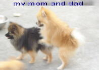 mini pomeranian betina anak, remaja, dewasa. dan jantan