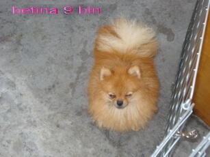 mini pomeranian betina anak, remaja, dewasa. dan jantan