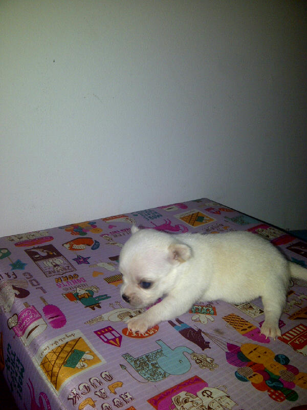 wts puppies chihuahua bandung