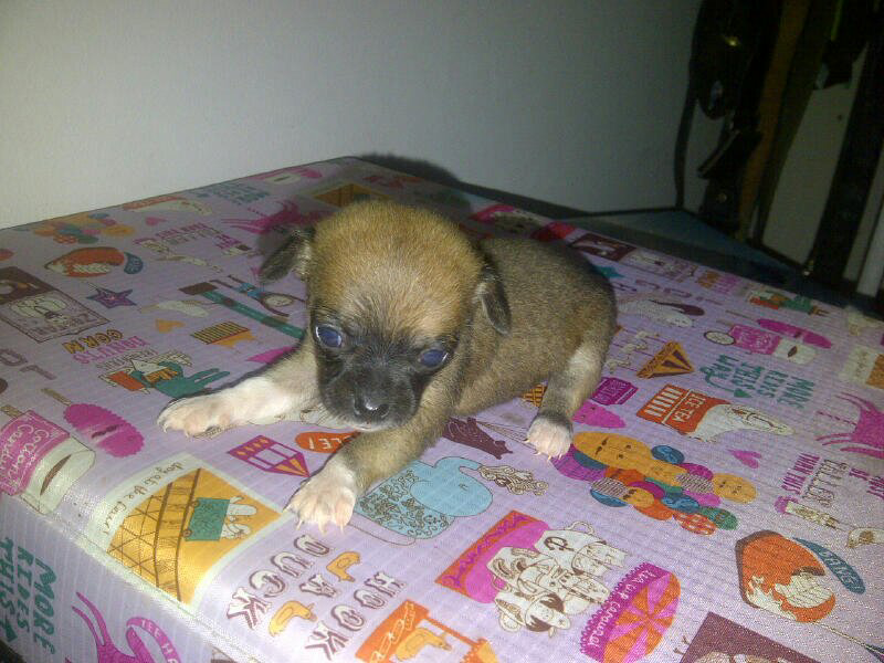 wts puppies chihuahua bandung