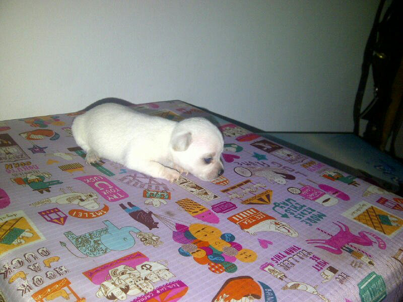 wts puppies chihuahua bandung