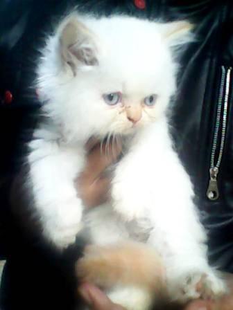 kucing persia super longhairr kitten redpoint flatnose lucuuuuu