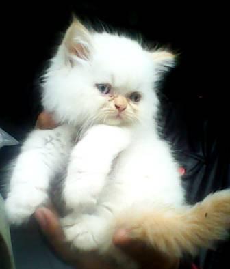 kucing persia super longhairr kitten redpoint flatnose lucuuuuu