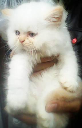 kucing persia super longhairr kitten redpoint flatnose lucuuuuu