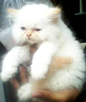 kucing persia super longhairr kitten redpoint flatnose lucuuuuu