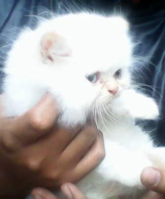kucing persia super longhairr kitten redpoint flatnose lucuuuuu