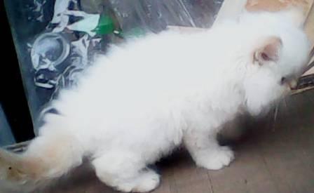 kucing persia super longhairr kitten redpoint flatnose lucuuuuu
