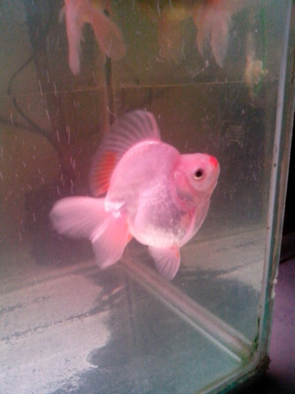 WTS IKAN MASKOKI / GOLDFISH