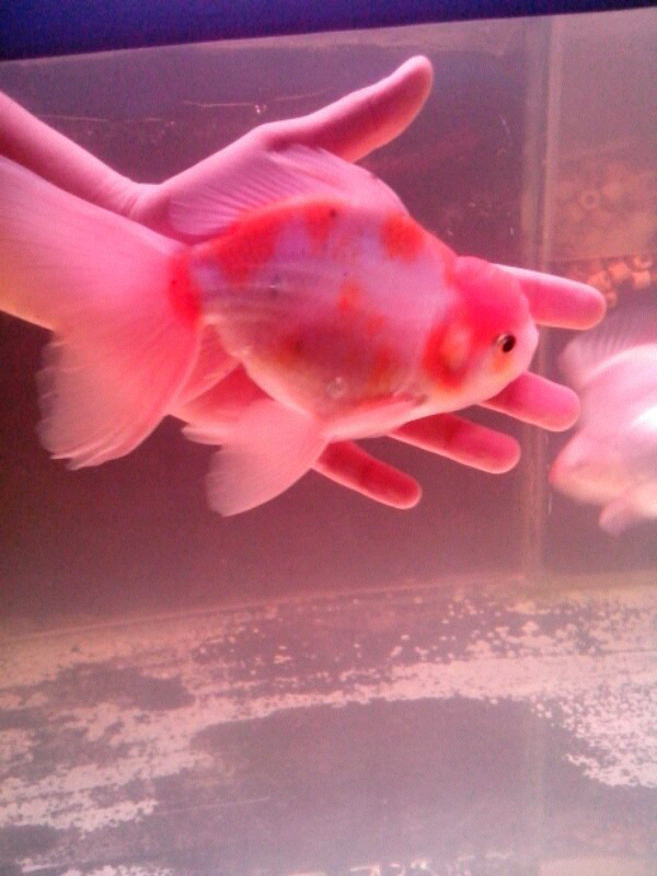 WTS IKAN MASKOKI / GOLDFISH