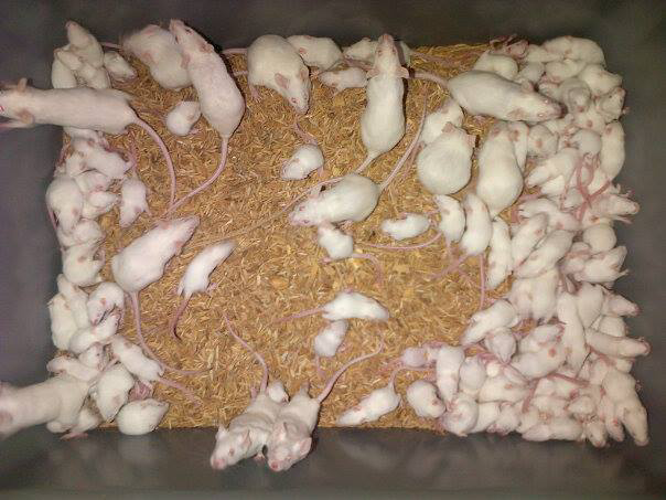 JUAL MENCIT