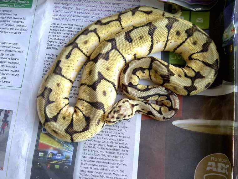 JUAL ULAR BOA BALL PYTHON