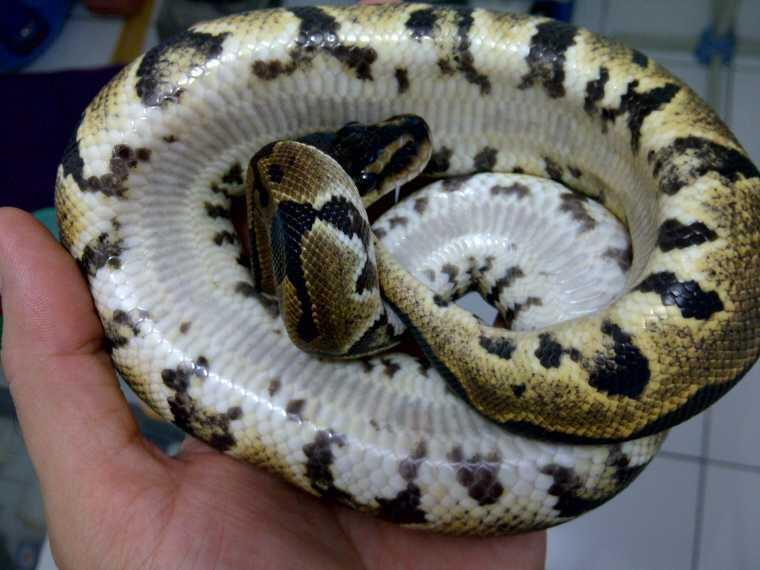 JUAL ULAR BOA BALL PYTHON