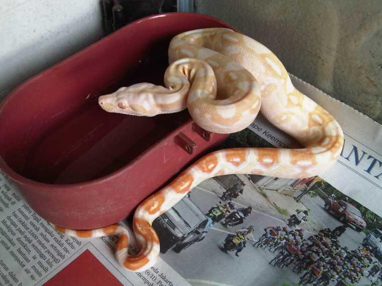 JUAL ULAR BOA BALL PYTHON