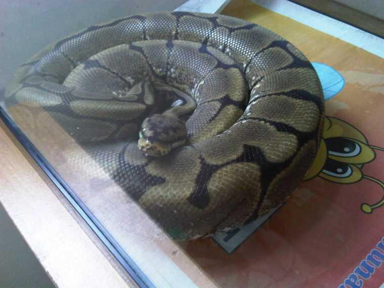 JUAL ULAR BOA BALL PYTHON