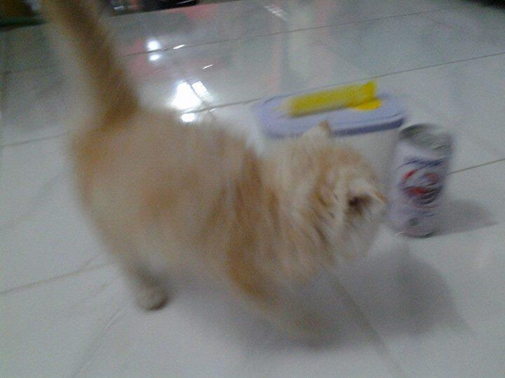 persia medium murah, Surabaya