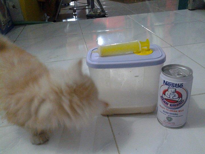 persia medium murah, Surabaya