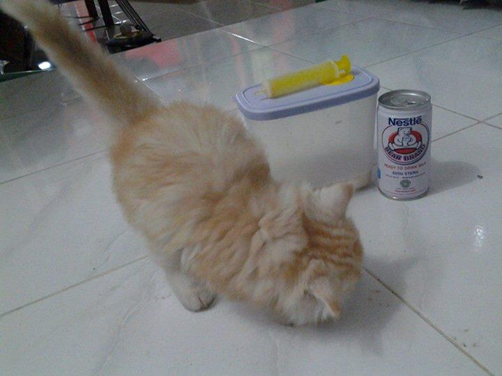 persia medium murah, Surabaya