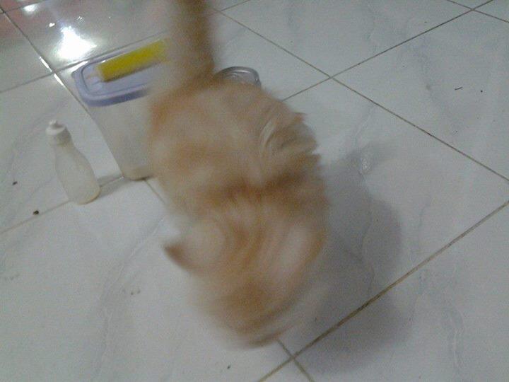 persia medium murah, Surabaya