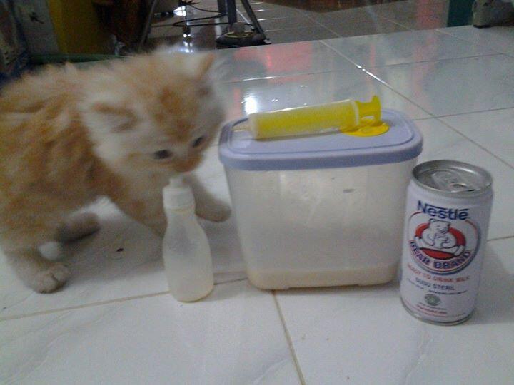 persia medium murah, Surabaya