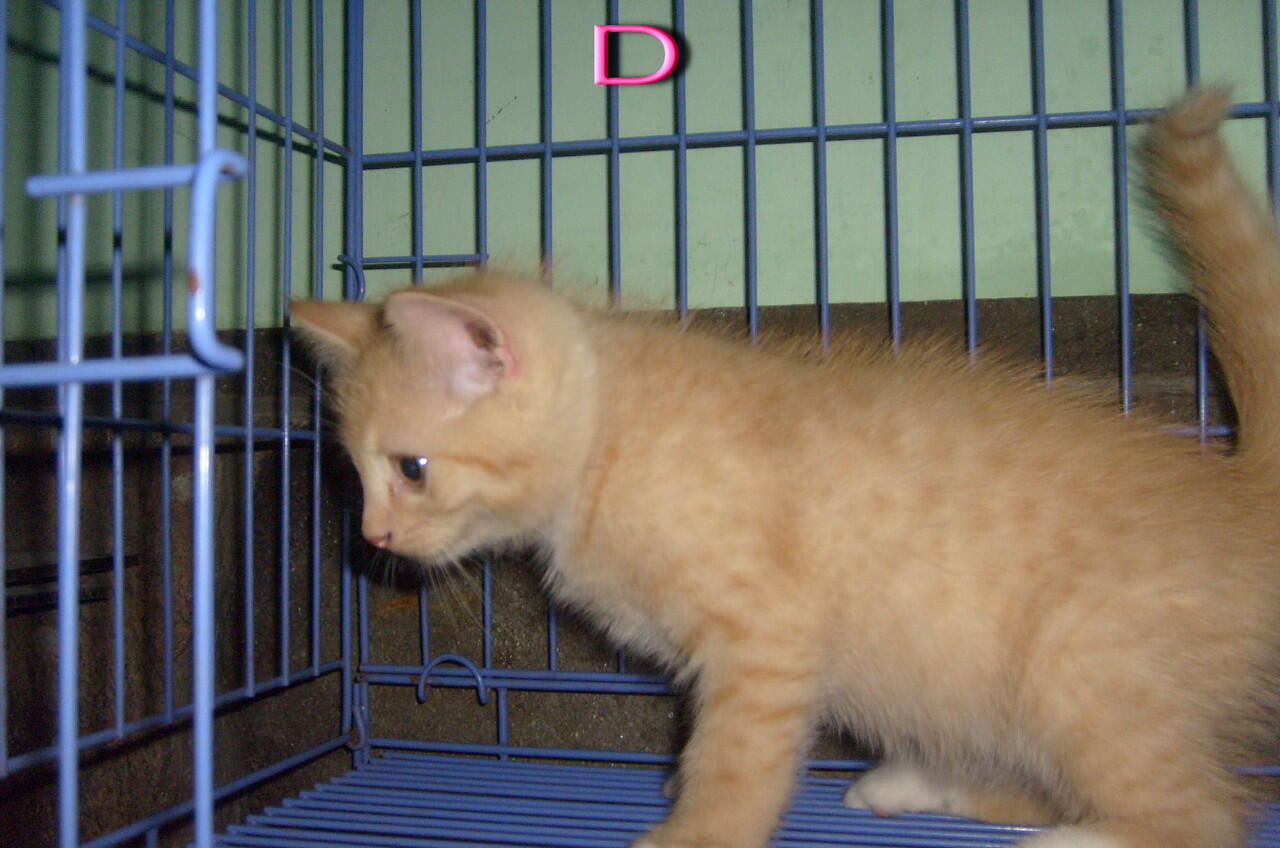 Kitten mix