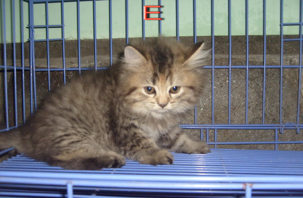 Kitten mix