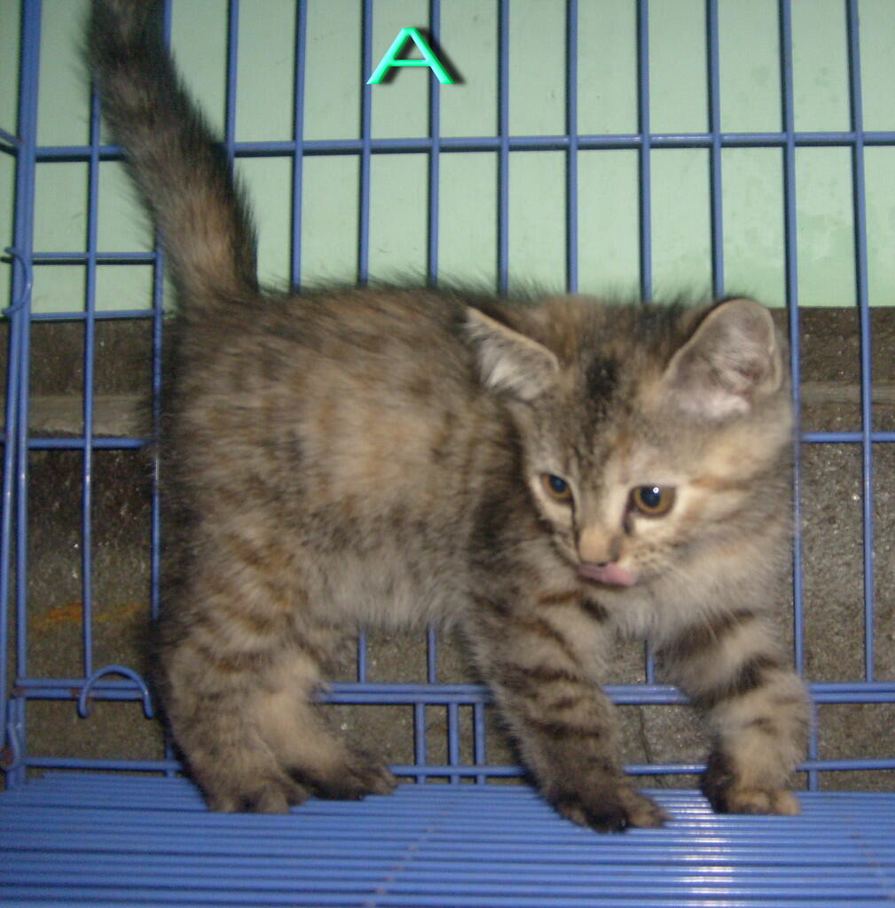 Kitten mix