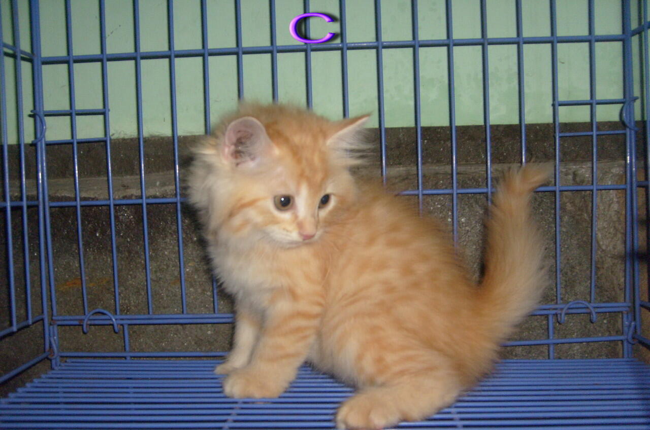 Kitten mix