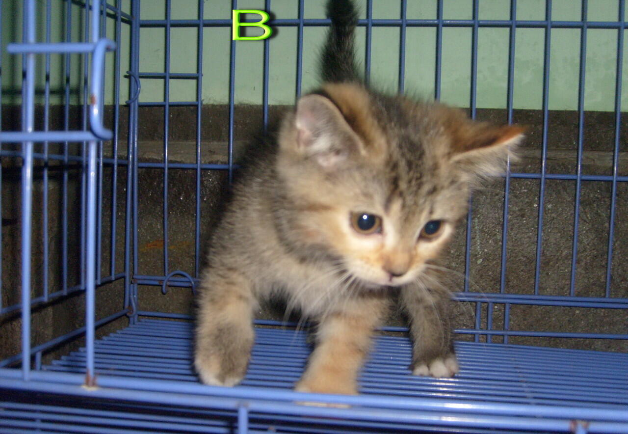 Kitten mix
