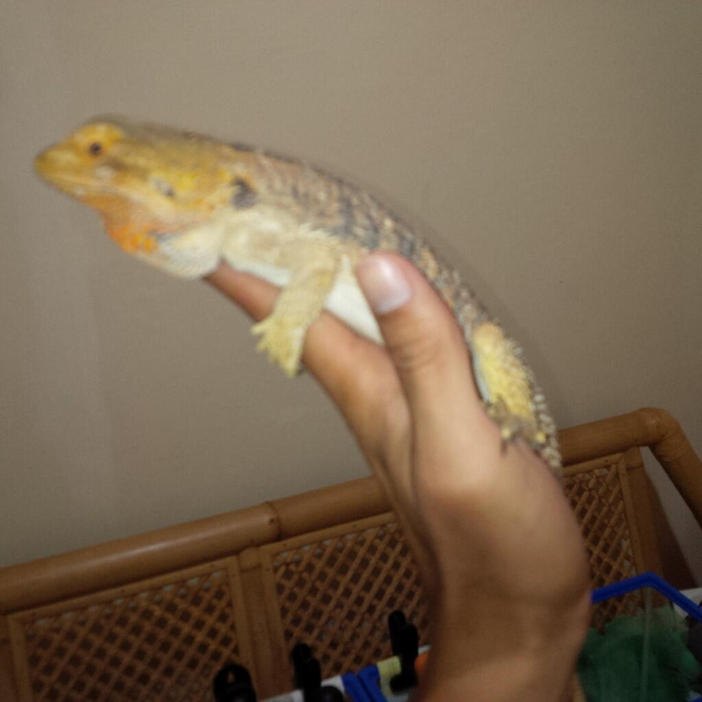 WTS : bearded dragon female 41 cm