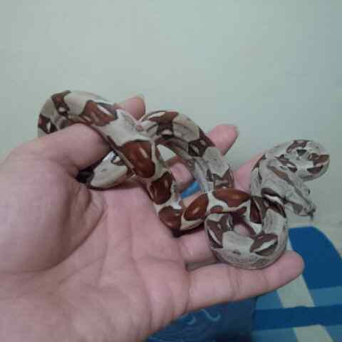 WTS : boa hypo pastel