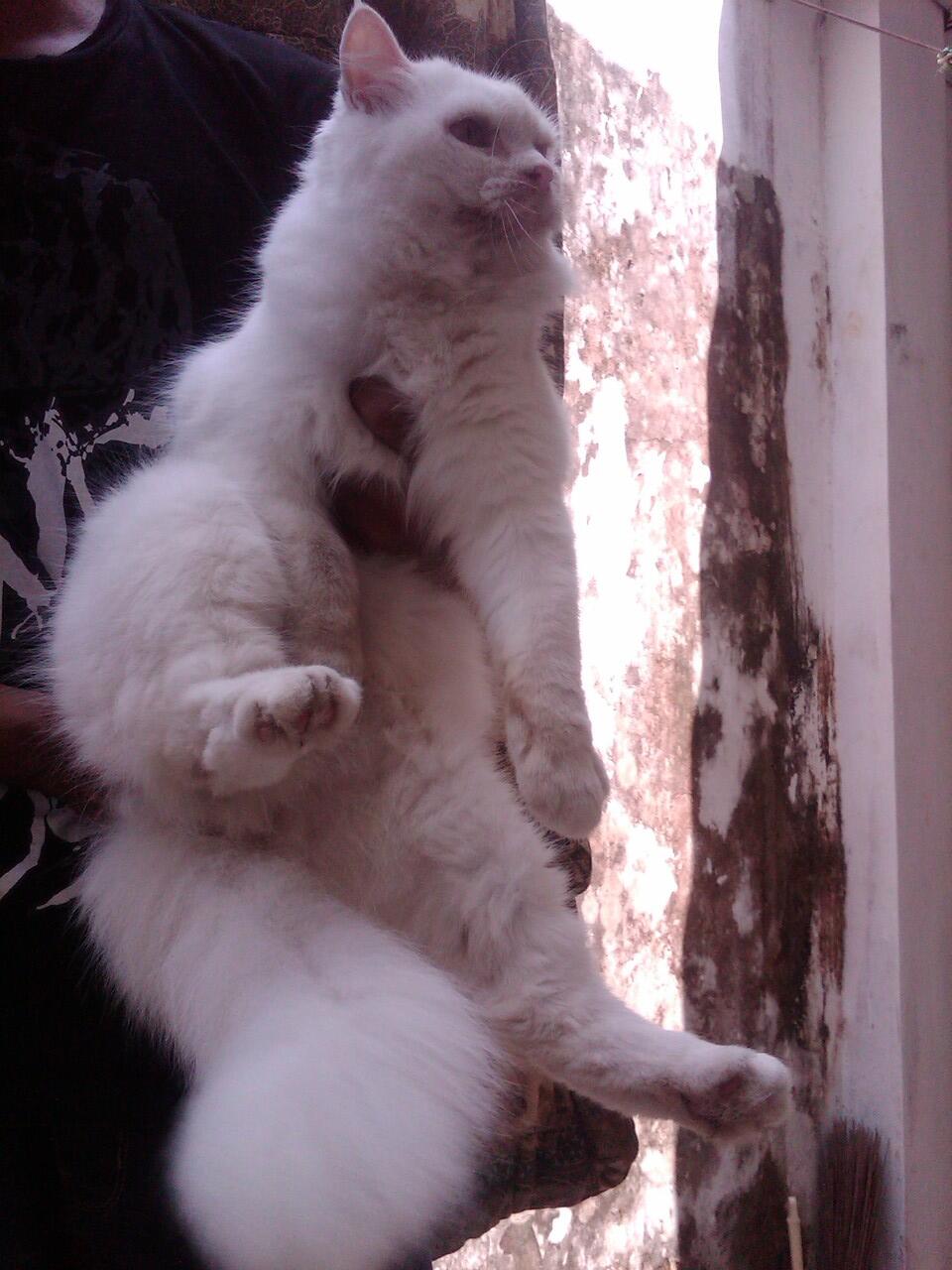 Kucing Persia Betina Indukan Odd eye...