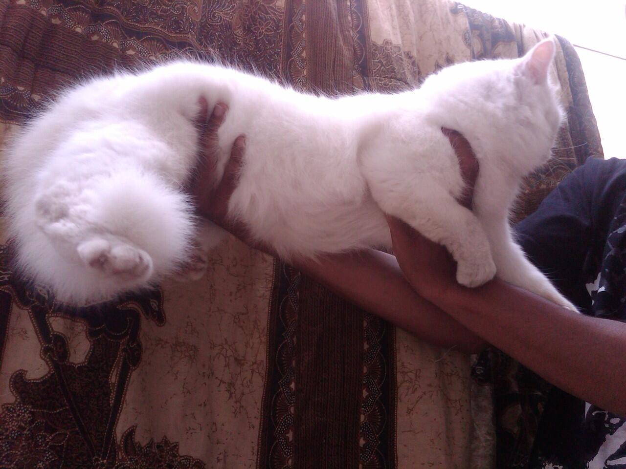 Kucing Persia Betina Indukan Odd eye...