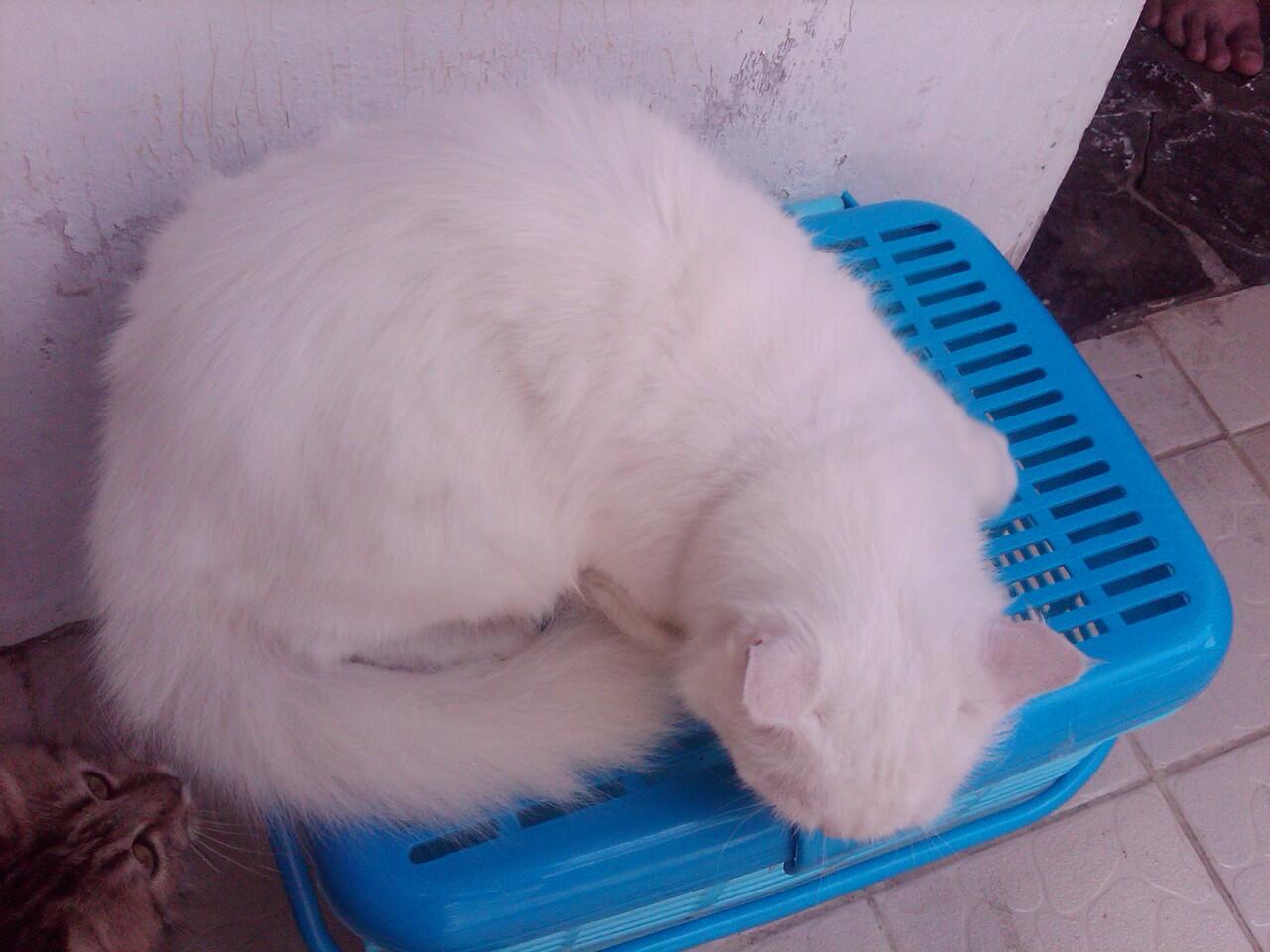 Kucing Persia Betina Indukan Odd eye...