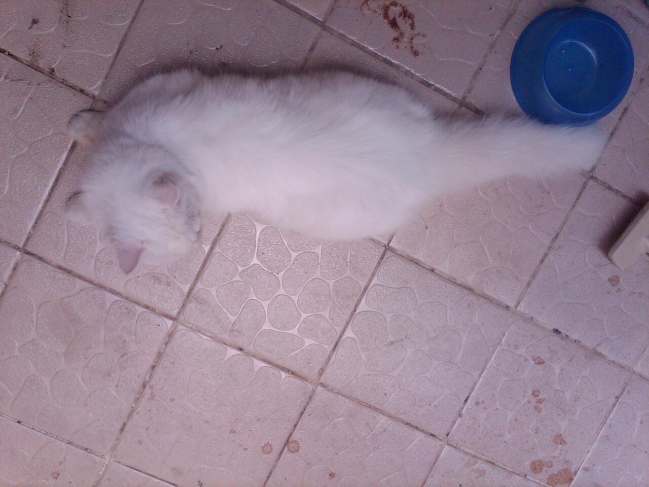 Kucing Persia Betina Indukan Odd eye...