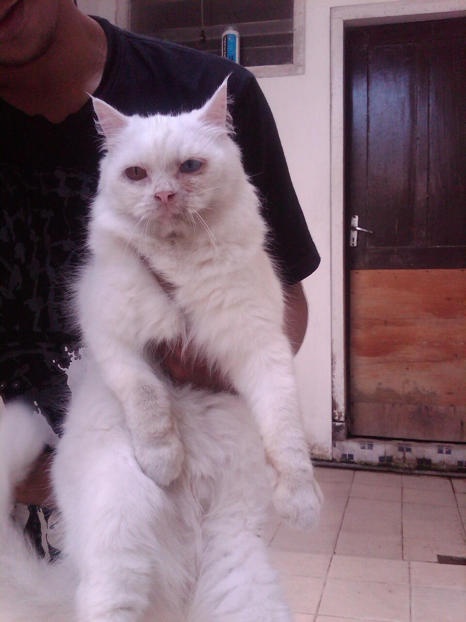 Kucing Persia Betina Indukan Odd eye...