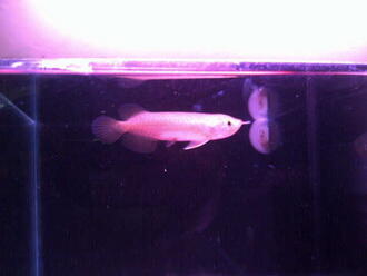 Aquarium ikan arwana red banjar 11cm