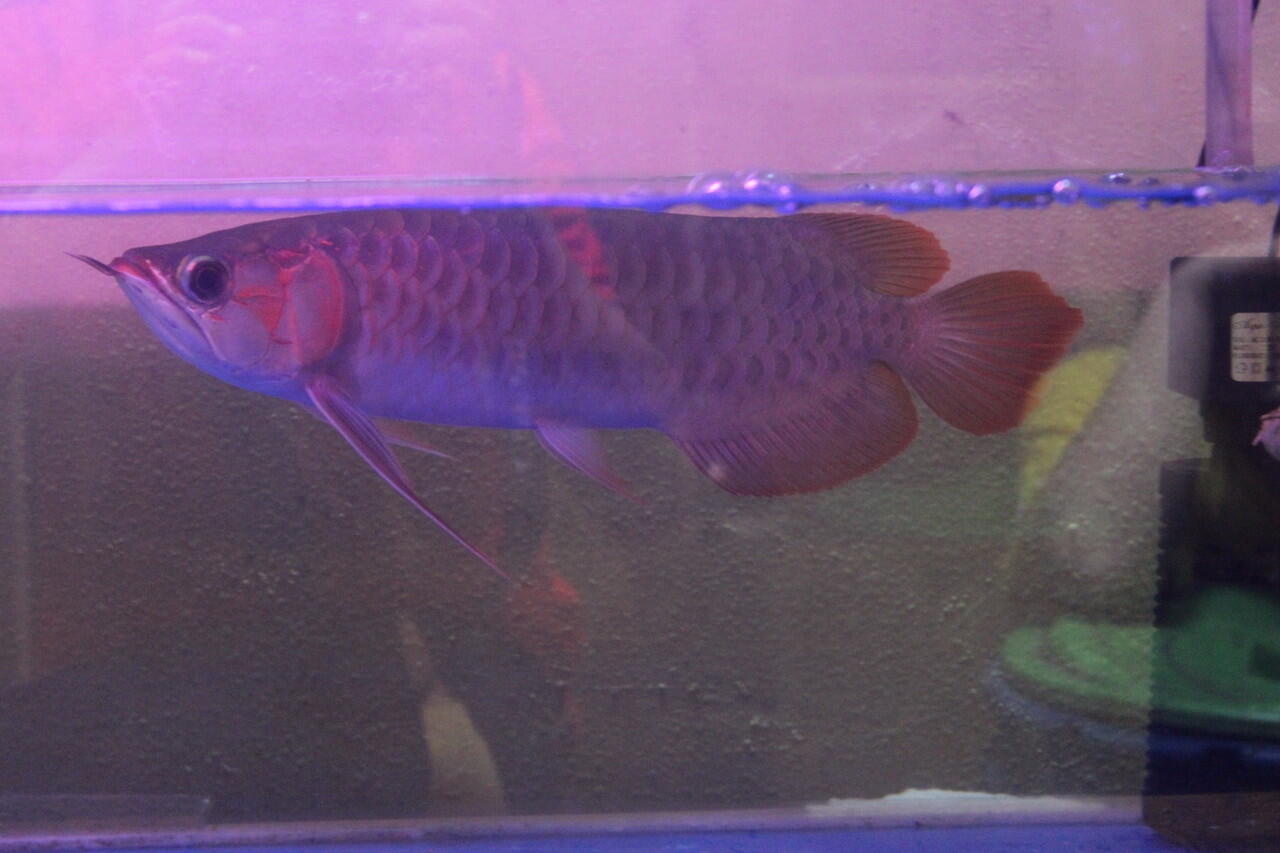 Aquarium ikan arwana super red 35cm