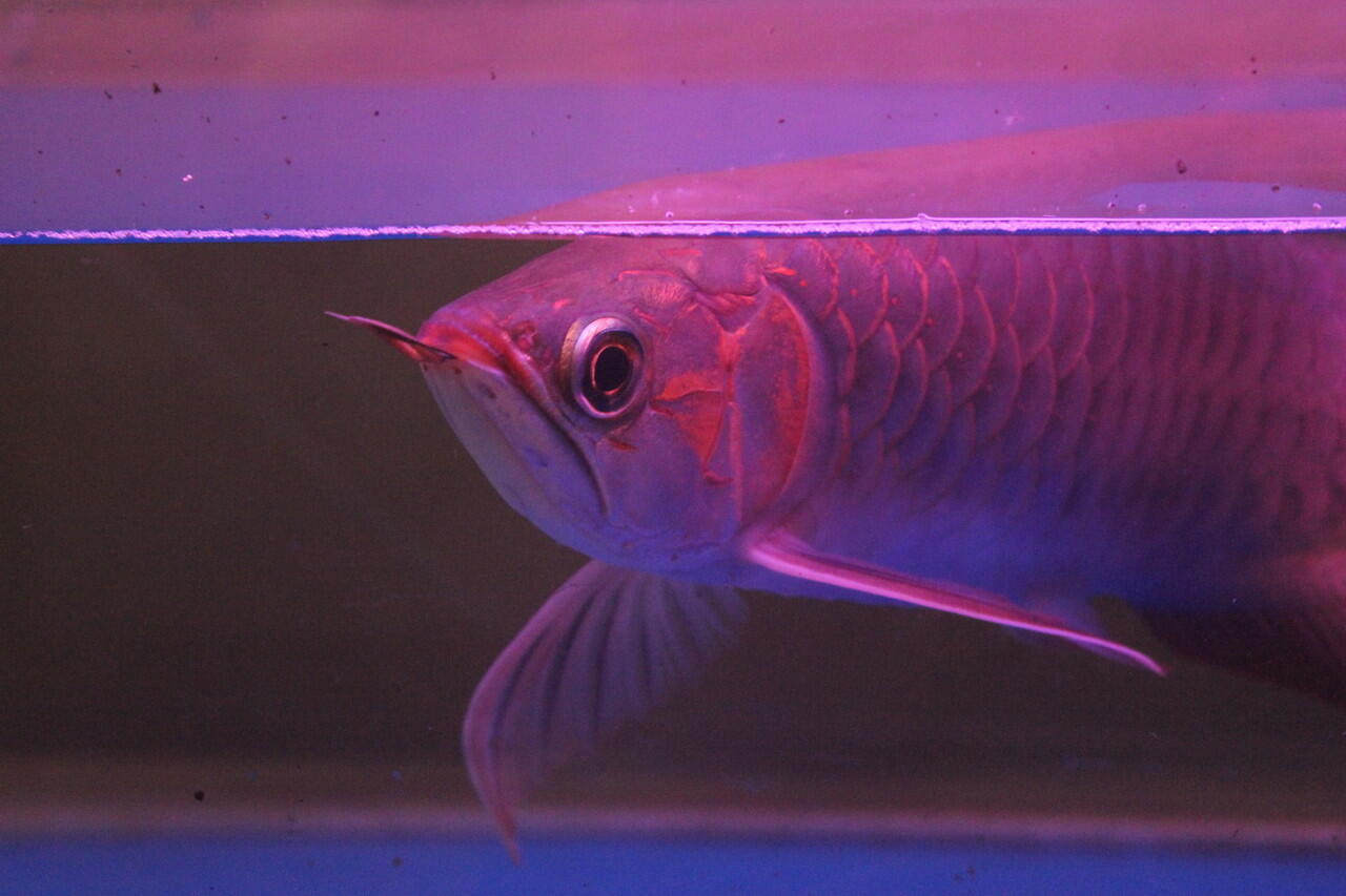 Aquarium ikan arwana super red 35cm